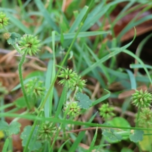 Hydrocotyle sp. at Wyndham, NSW - 1 Jan 2023 09:24 AM