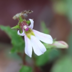 Lobelia purpurascens (White Root) at Wyndham, NSW - 1 Jan 2023 by KylieWaldon