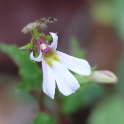 Lobelia purpurascens (White Root) at Wyndham, NSW - 31 Dec 2022 by KylieWaldon