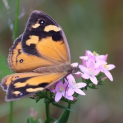 Heteronympha merope (Common Brown Butterfly) at Wyndham, NSW - 1 Jan 2023 by KylieWaldon
