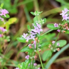 Mentha diemenica (Wild Mint, Slender Mint) at Wyndham, NSW - 31 Dec 2022 by KylieWaldon