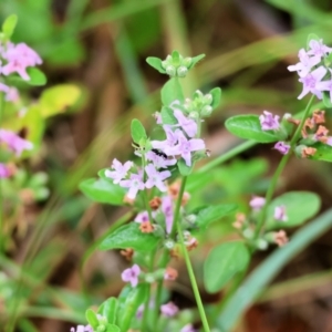 Mentha diemenica at Wyndham, NSW - 1 Jan 2023