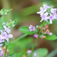 Mentha diemenica at Wyndham, NSW - 1 Jan 2023