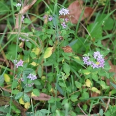 Mentha diemenica at Wyndham, NSW - 1 Jan 2023 09:26 AM