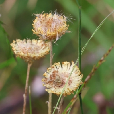 Coronidium sp. at Wyndham, NSW - 1 Jan 2023 by KylieWaldon