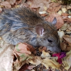 Rattus rattus (Black Rat) at Kambah, ACT - 5 Jan 2023 by MatthewFrawley