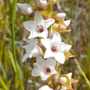 Epacris microphylla at Boolijah, NSW - 14 Dec 2022