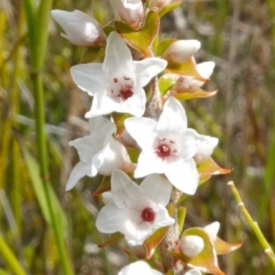 Epacris microphylla (Coral Heath) at Boolijah, NSW - 14 Dec 2022 by RobG1