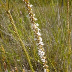 Epacris microphylla at Boolijah, NSW - 14 Dec 2022