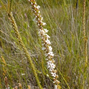 Epacris microphylla at Boolijah, NSW - suppressed