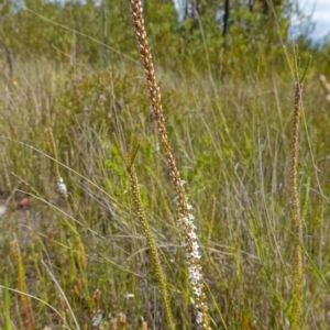 Epacris microphylla at Boolijah, NSW - suppressed