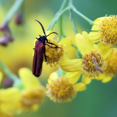 Porrostoma sp. (genus) (Lycid, Net-winged beetle) at Pambula - 30 Dec 2022 by KylieWaldon