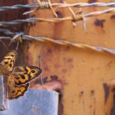 Heteronympha merope (Common Brown Butterfly) at South East Forest National Park - 1 Jan 2023 by KylieWaldon