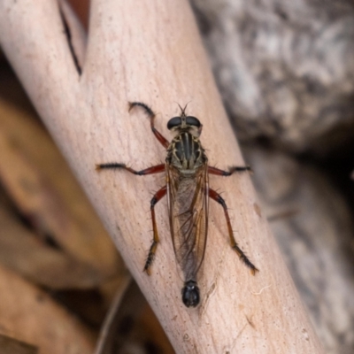Zosteria sp. (genus) (Common brown robber fly) at ANBG - 4 Jan 2023 by MarkT