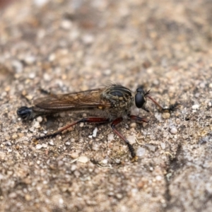 Zosteria sp. (genus) at Acton, ACT - 5 Jan 2023