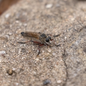 Zosteria sp. (genus) at Acton, ACT - 5 Jan 2023