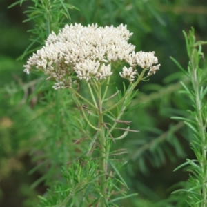 Cassinia aculeata subsp. aculeata at Burragate, NSW - 1 Jan 2023