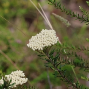 Ozothamnus diosmifolius at Burragate, NSW - 1 Jan 2023 09:35 AM