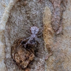 Tamopsis eucalypti (A two-tailed spider) at ANBG - 4 Jan 2023 by MarkT