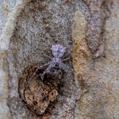 Tamopsis eucalypti (A two-tailed spider) at Acton, ACT - 4 Jan 2023 by MarkT