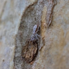 Tamopsis eucalypti at Acton, ACT - 5 Jan 2023