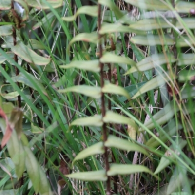 Pellaea falcata (Sickle Fern) at South East Forest National Park - 31 Dec 2022 by KylieWaldon