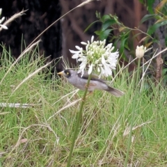 Manorina melanocephala (Noisy Miner) at Burragate, NSW - 31 Dec 2022 by KylieWaldon