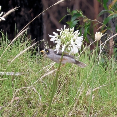 Manorina melanocephala (Noisy Miner) at Burragate, NSW - 1 Jan 2023 by KylieWaldon