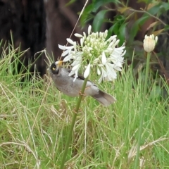 Manorina melanocephala at Burragate, NSW - 1 Jan 2023 09:58 AM