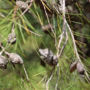 Hakea sericea at Burragate, NSW - 1 Jan 2023