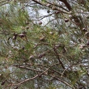 Hakea sericea at Burragate, NSW - 1 Jan 2023