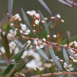 Sannantha pluriflora at Burragate, NSW - suppressed