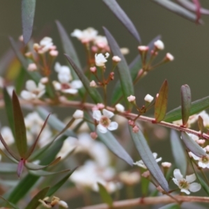 Sannantha pluriflora at Burragate, NSW - 1 Jan 2023