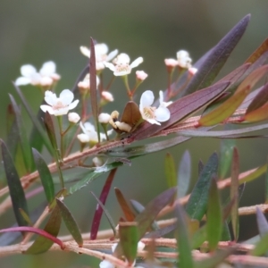 Sannantha pluriflora at Burragate, NSW - suppressed