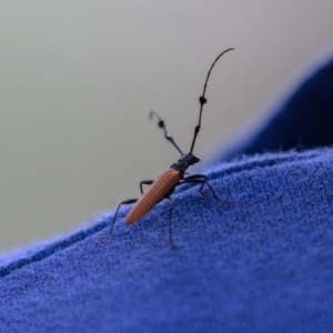 Tropis paradoxa at Acton, ACT - 5 Jan 2023