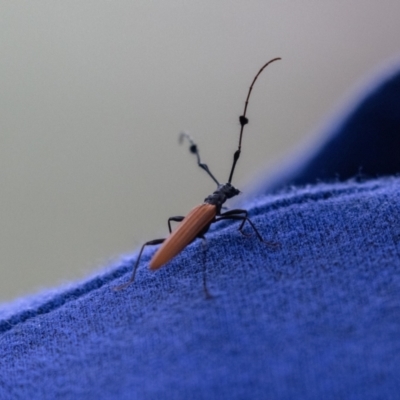 Tropis paradoxa (Longicorn beetle) at ANBG - 4 Jan 2023 by MarkT