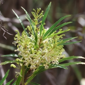 Lomatia myricoides at Burragate, NSW - 1 Jan 2023 09:59 AM