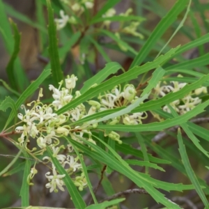 Lomatia myricoides at Burragate, NSW - 1 Jan 2023 09:59 AM