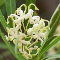 Lomatia myricoides at Burragate, NSW - 1 Jan 2023
