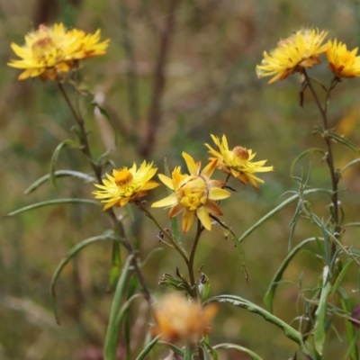 Xerochrysum bracteatum (Golden Everlasting) at Burragate, NSW - 1 Jan 2023 by KylieWaldon