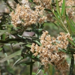 Ozothamnus argophyllus (Spicy Everlasting) at Burragate, NSW - 1 Jan 2023 by KylieWaldon