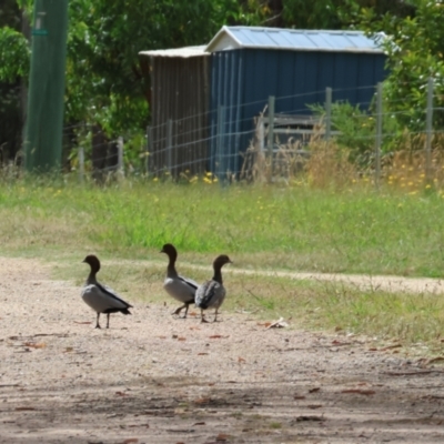 Chenonetta jubata (Australian Wood Duck) at Burragate, NSW - 1 Jan 2023 by KylieWaldon