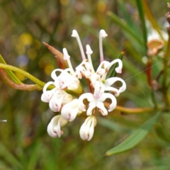 Grevillea linearifolia (Linear Leaf Grevillea) at Morton National Park - 19 Dec 2022 by RobG1