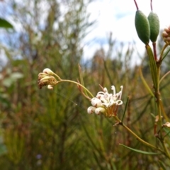 Grevillea linearifolia at Sassafras, NSW - suppressed