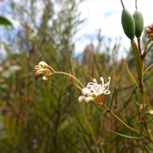 Grevillea linearifolia at Sassafras, NSW - suppressed