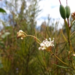 Grevillea linearifolia at Sassafras, NSW - 19 Dec 2022