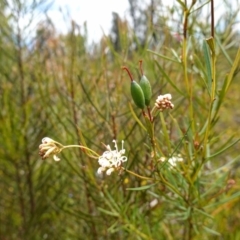 Grevillea linearifolia at Sassafras, NSW - suppressed