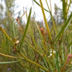 Grevillea linearifolia at Sassafras, NSW - suppressed