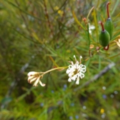 Grevillea linearifolia at Sassafras, NSW - suppressed