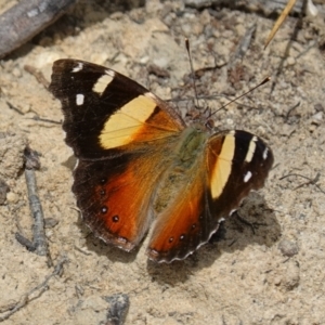 Vanessa itea at Tianjara, NSW - 19 Dec 2022